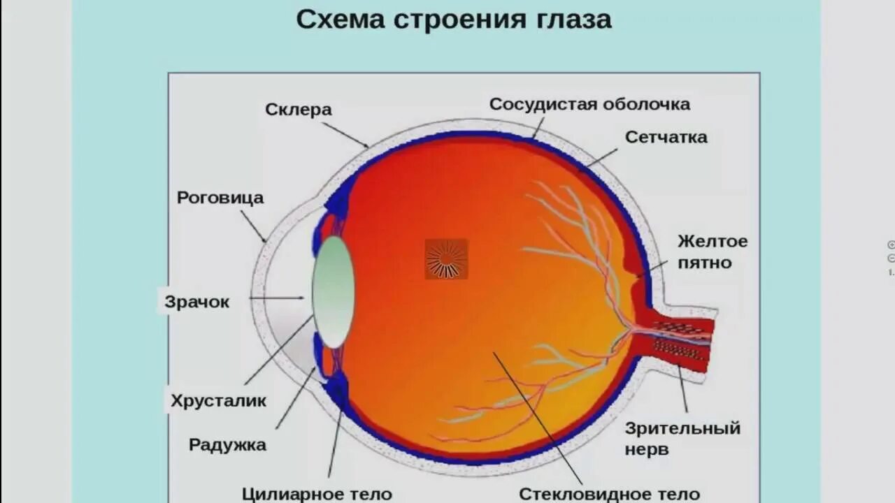 Склера роговица слепое пятно. Слепое пятно глаза анатомия. Строение желтого пятна сетчатки. Сетчатка и сосудистая оболочка.