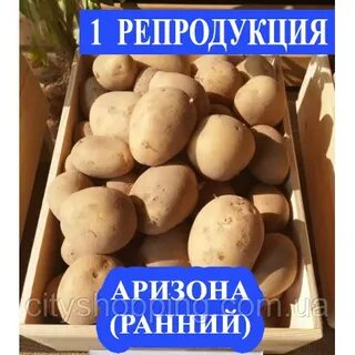 Сорт аризона картофель характеристика фото