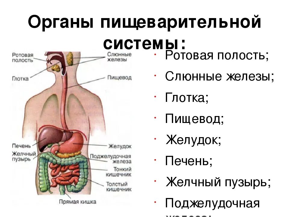 Строение и функции пищеварительной системы. Строение пищеварительной системы человека схема схема. Строение пищеварительной системы человека 8 класс. Схема пищеварительной системы человека 8 класс биология.