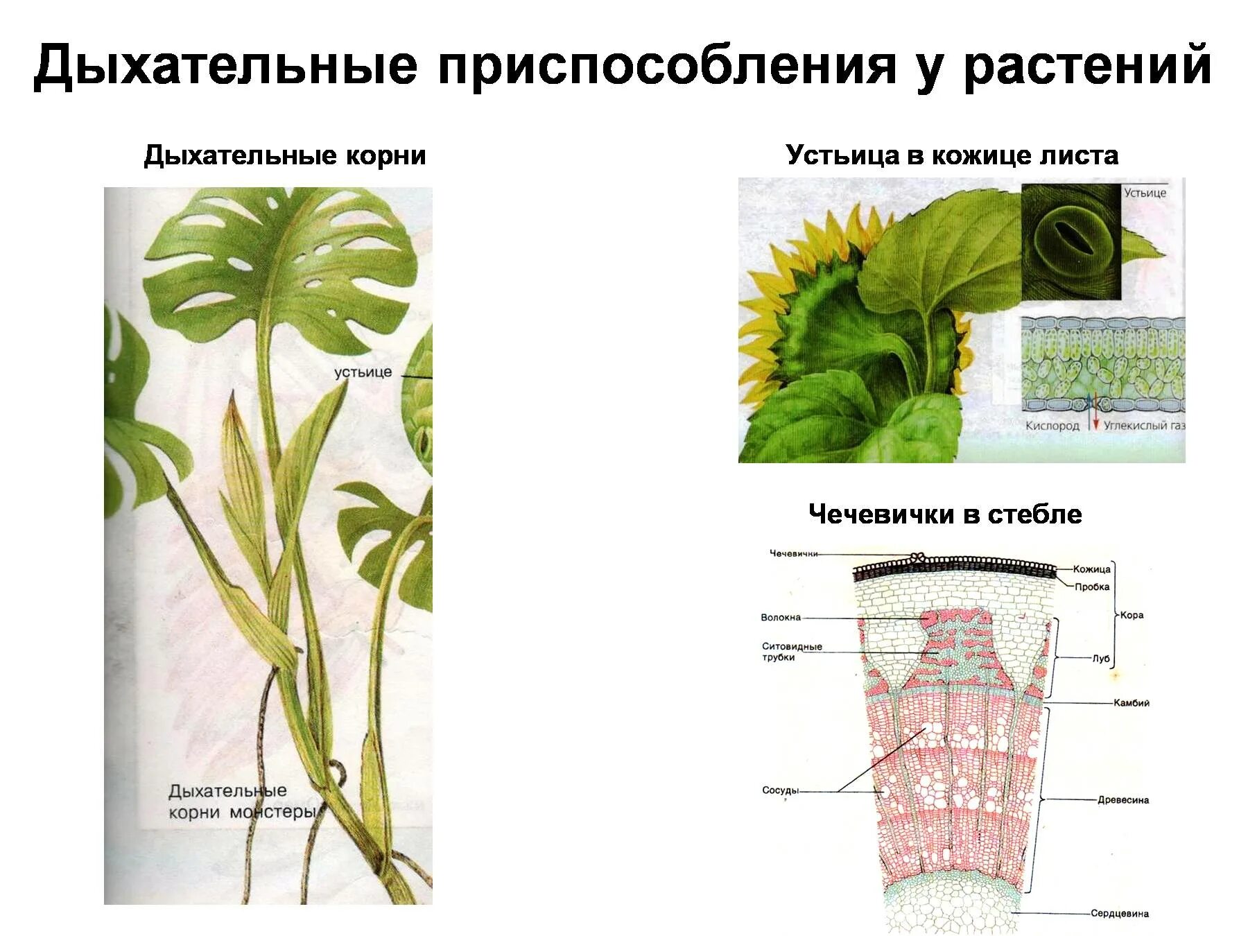 Лабораторная работа по теме дыхание корня. Дыхание растений. Дыхание растений устьица и чечевички. Биология дыхание растений. Приспособления для дыхания у растений.