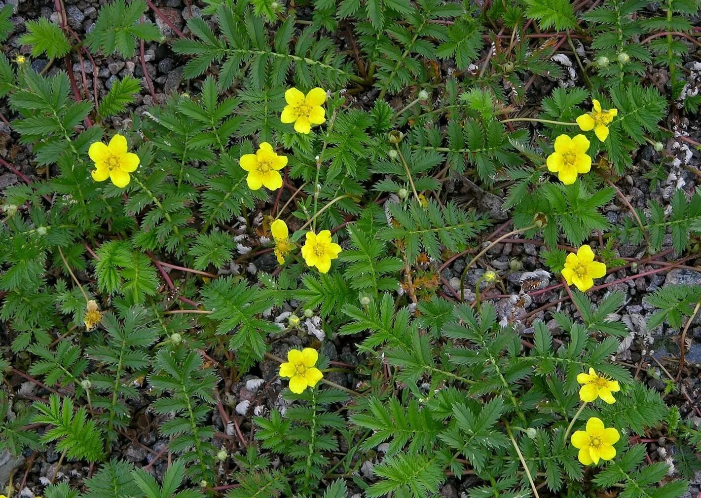 Калган корень свойства и противопоказания. Лапчатка гусиная (Potentilla anserina). Лапчатка прямостоячая калган. Лапчатка гусиная калган. Лапчатка гусиная и прямостоячая.