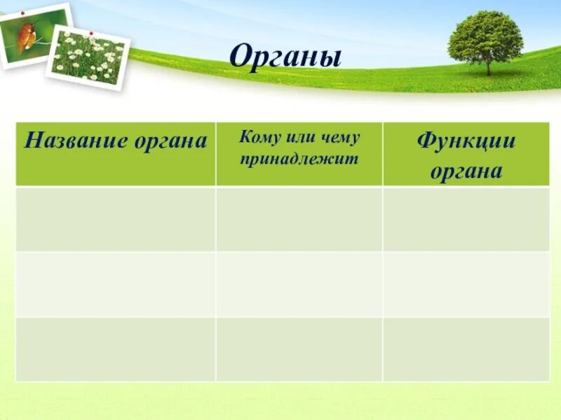 Название органа кому или чему принадлежит функции органа. Название органа кому и чему принадлежит функция органа таблица. Таблица название органа кому принадлежит функции органа. Название органа по биологии 5 класс.