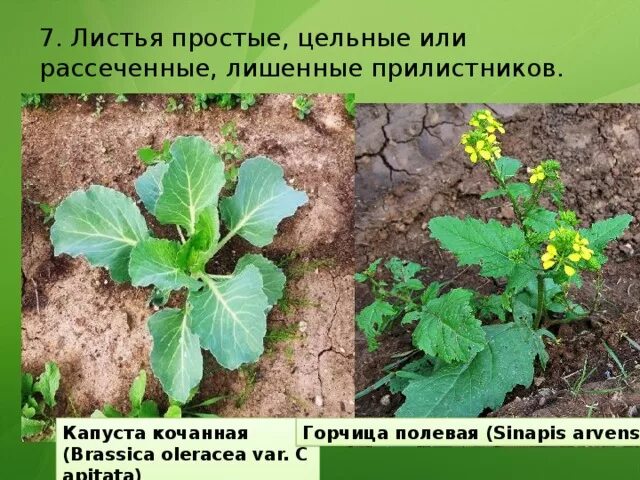 Жилкование листа капусты белокочанной. Капуста огородная. Строение капусты кочанной. Капуста чой сум. Форма листа редиса.