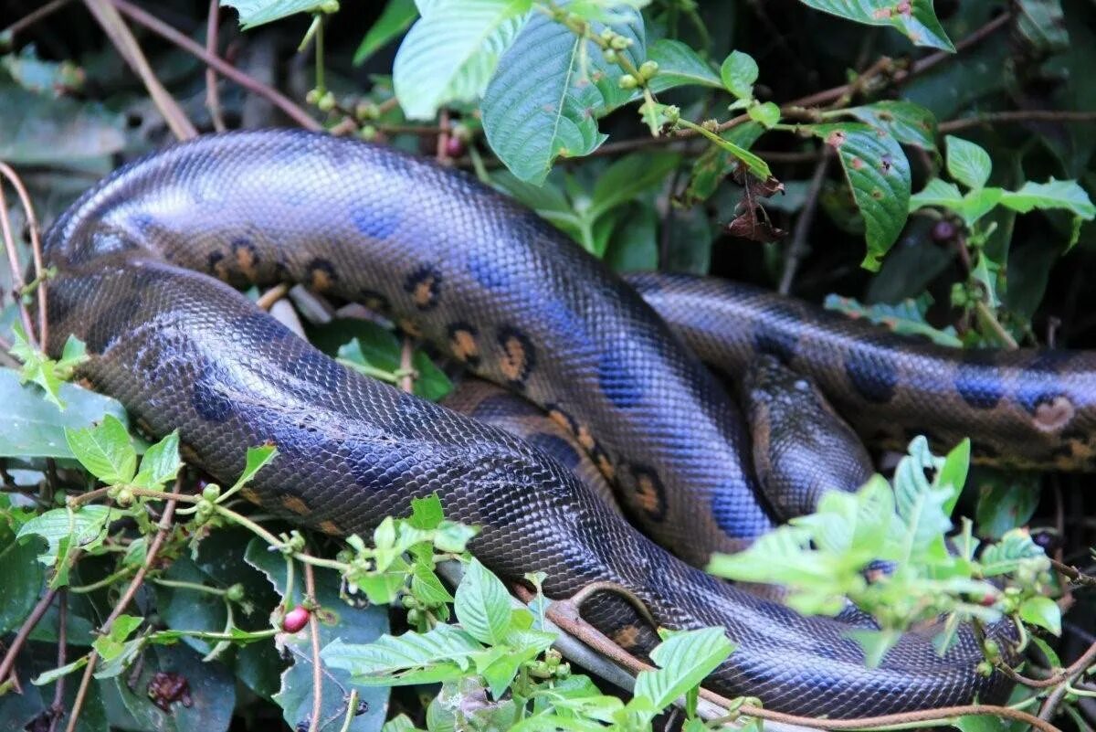 Анаконда какая змея. Анаконда eunectes murinus. Зеленая Анаконда. Змея зеленая Анаконда.