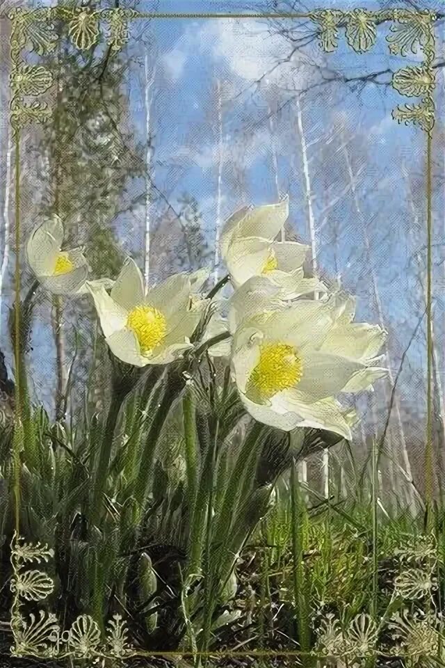 Лишь только подснежник. Песня распустится первый весенний цветок. Стих про весну. Картинки за тихой рекою в березовой роще. Первоцветы (подснежники, крокусы, гиацинты).