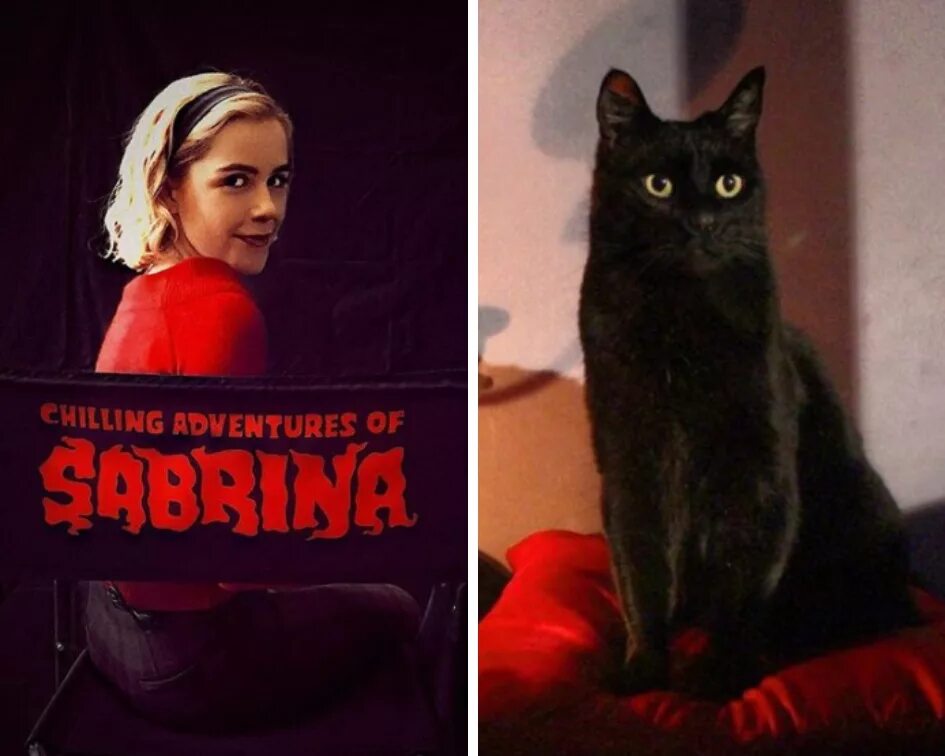 Cat doesn t