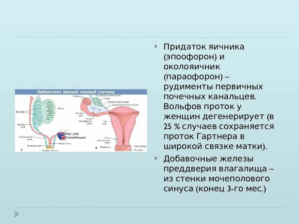 Половая система презентация. Вольфов проток у женщин. Мезонефральный Вольфов проток. Развитие половой системы. Женская половая система 8 класс