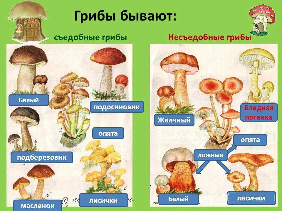Съедобные и несъедобные грибы рисунок. Грибы съедобные и несъедобные с названиями. съедобные грибы и несъедобные грибы названия. грибы съедобные несъедобные и ядовитые.