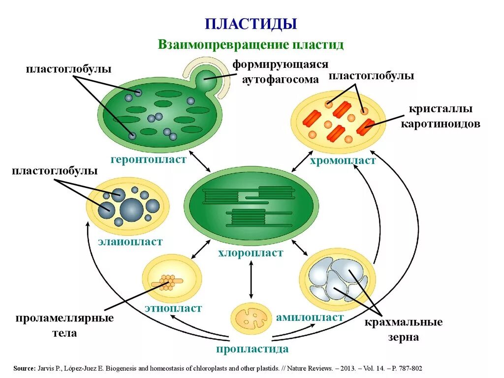 Наличие в клетках хлоропластов. Взаимопревращение пластид схема. Схема превращения пластид. Схема перехода пластид. Пластиды растений строение.