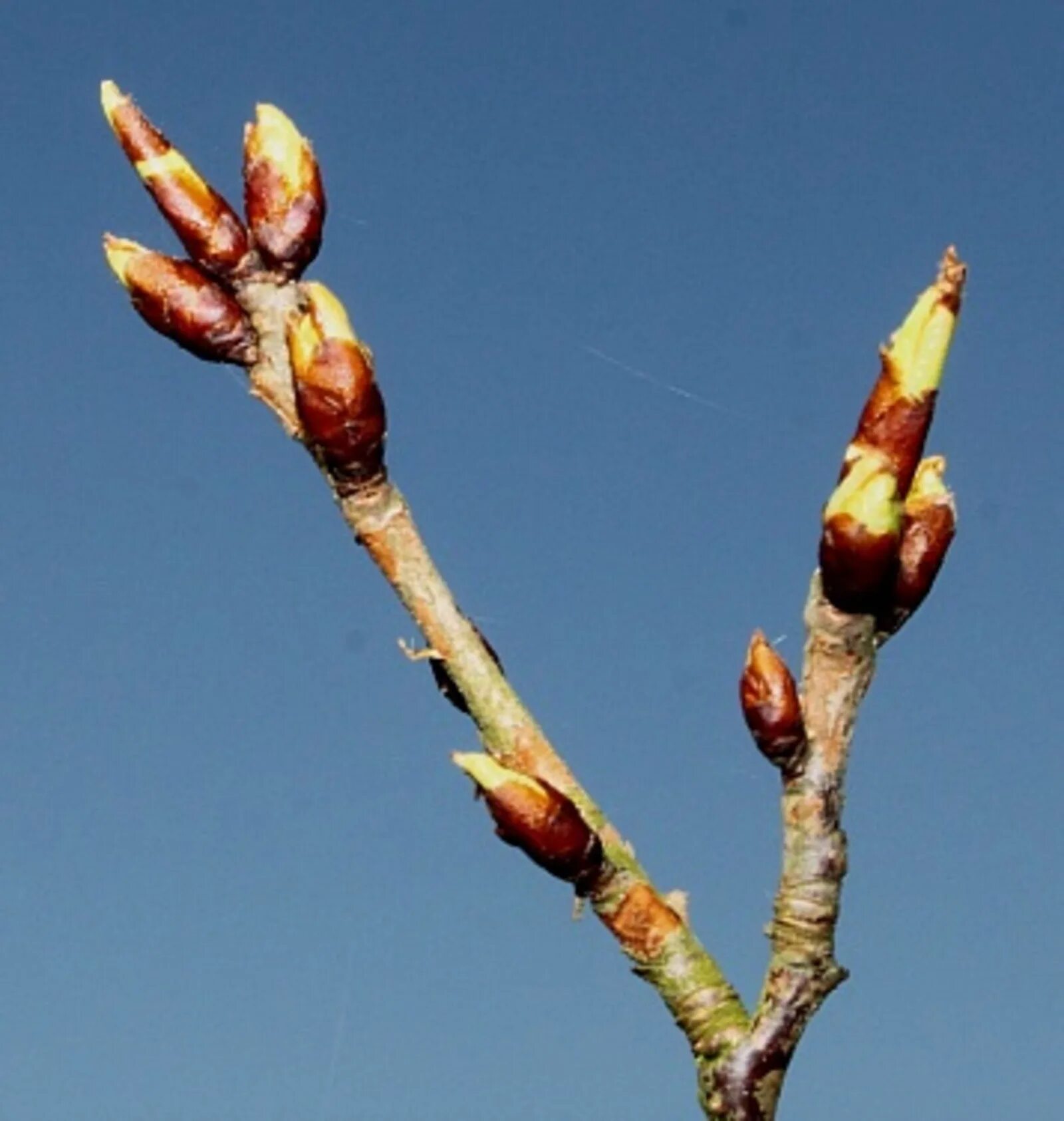 Почки деревьев весной какие. Тополь набухание почек. Тополь бруньки. Prunus serrula. Побег тополя.