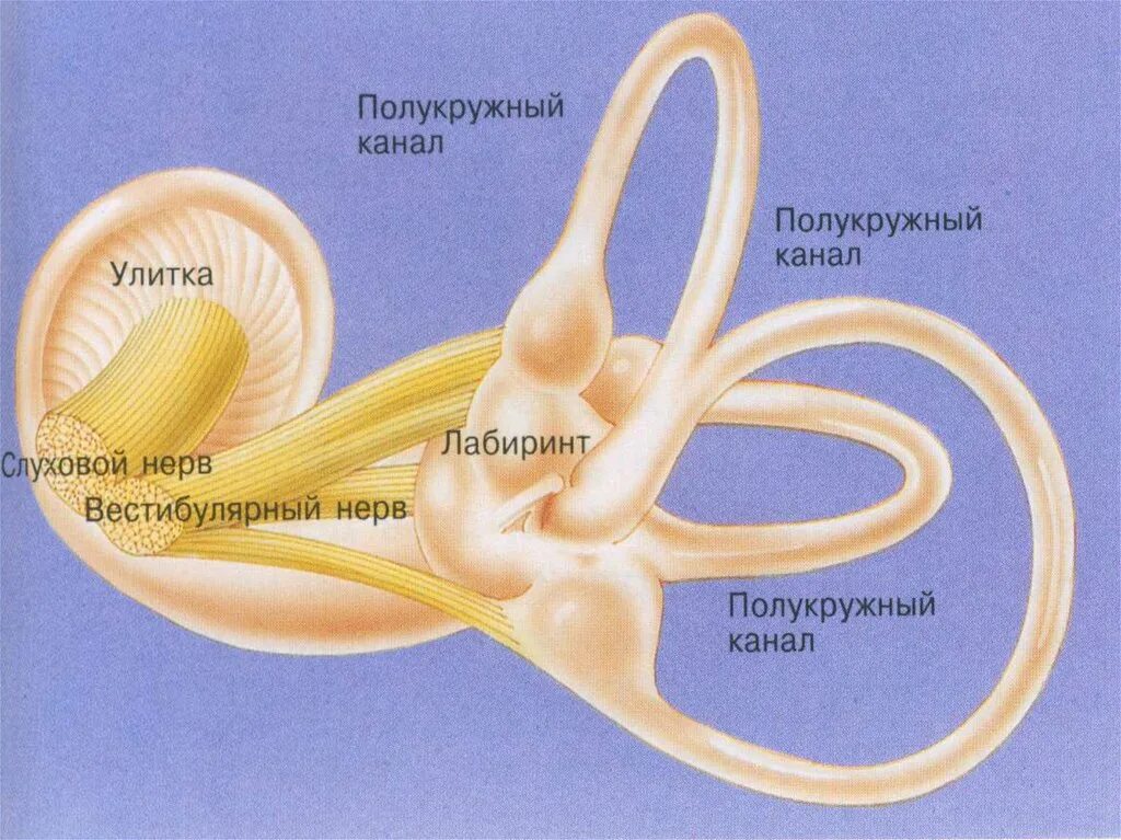 Преддверие вестибулярного аппарата. Строение уха полукружные каналы. Полукружные каналы внутреннего уха. Строение полукружных канальцев. Вестибулярный аппарат 8 класс биология.