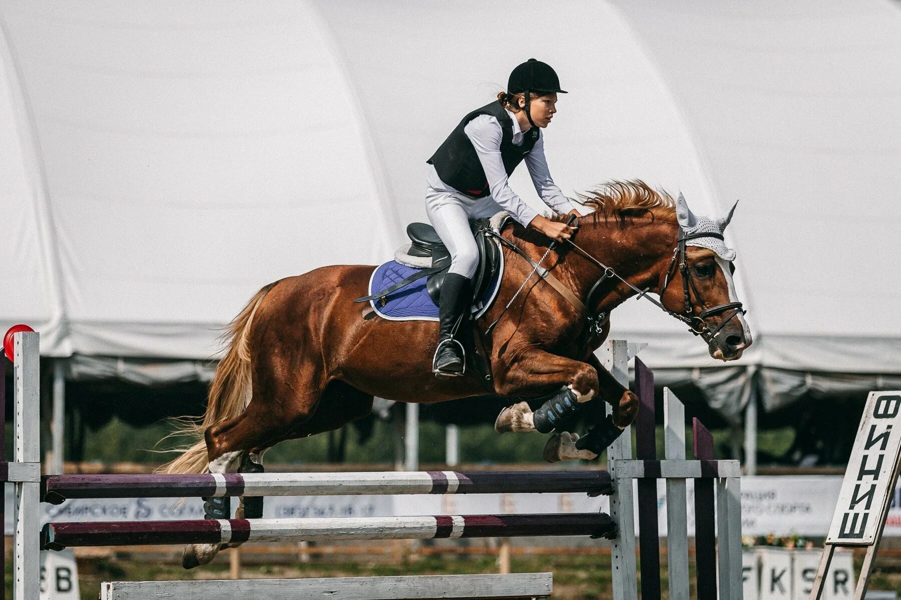 Sports horse. Фредерик Котьер конкур.