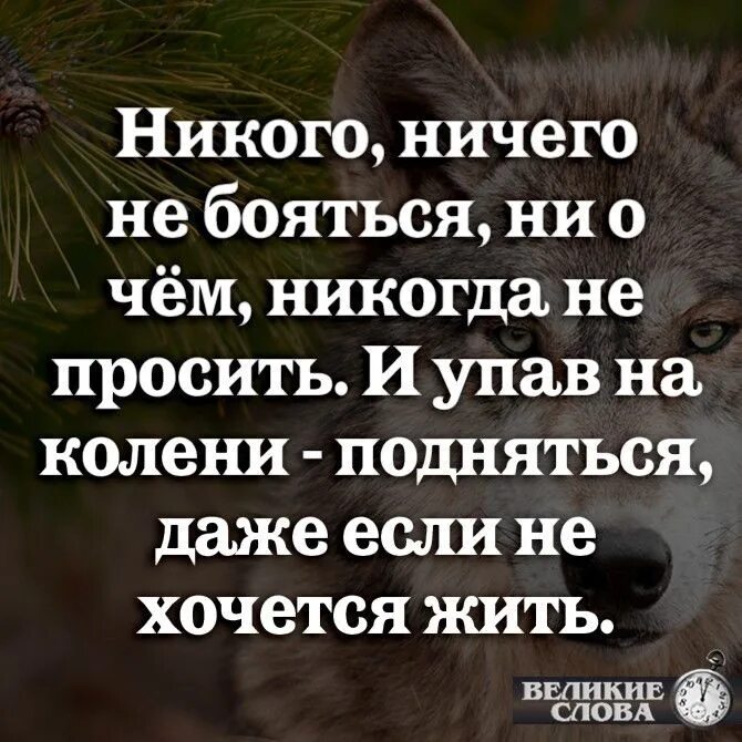 Никогда ничего не просите цитата. Ничего не бойся цитаты. никогда ничего не бойся цитаты. никого ничего не бояться. никого ничего не бояться ни о чём никогда не просить.