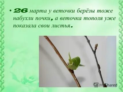 Предложение с словосочетанием ветка березы