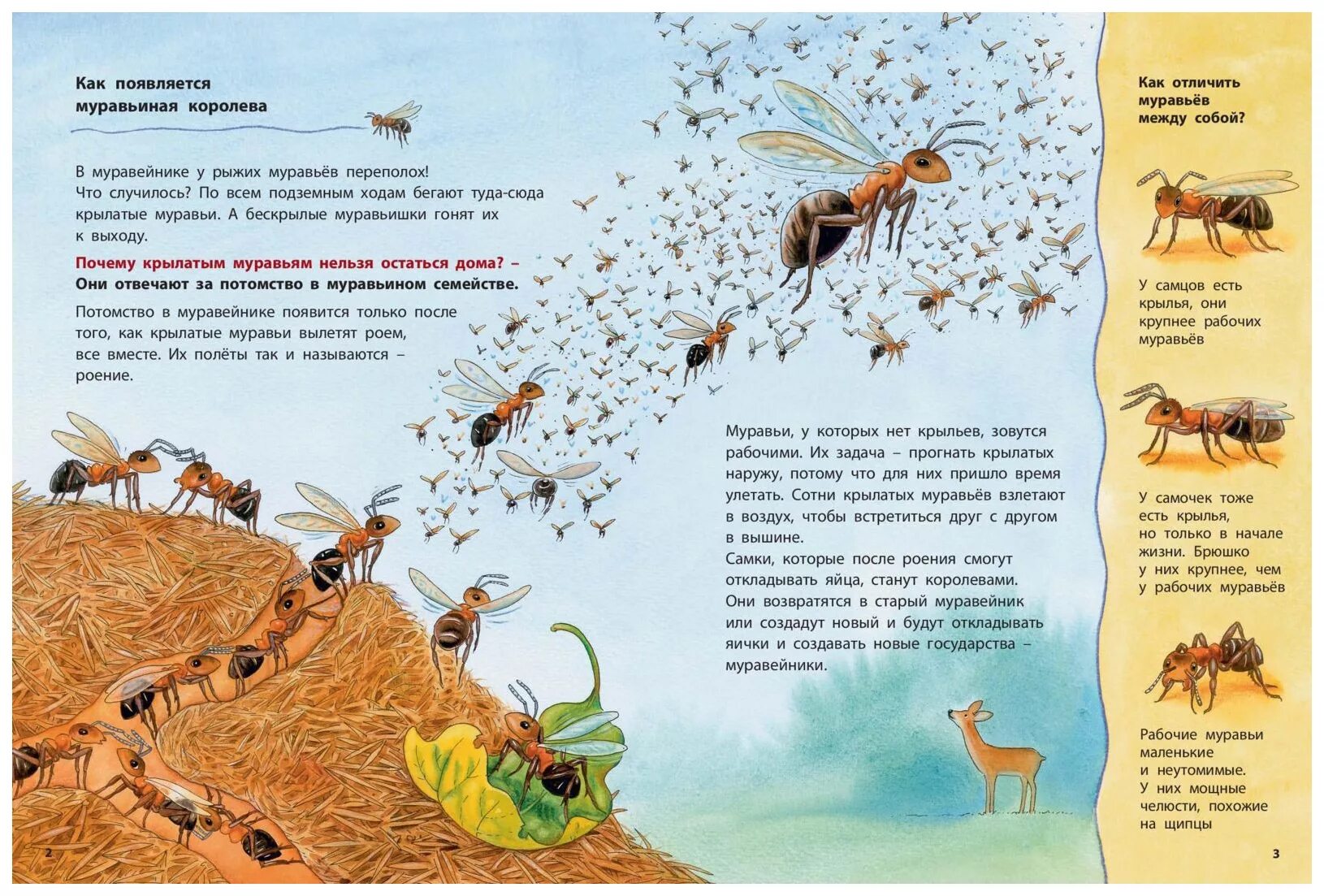 Книга про муравья. Жизнь муравьёв в муравейнике для детей энциклопедия. Муравей для детей. Детям о муравьях для дошкольников. Муравей рассказ для детей.
