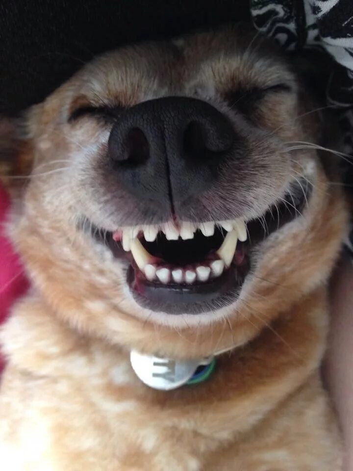 Покажи улыбающихся зверей. Собака улыбается. Улыбающа собака с зубами. Смешные собаки. Собачья улыбка.