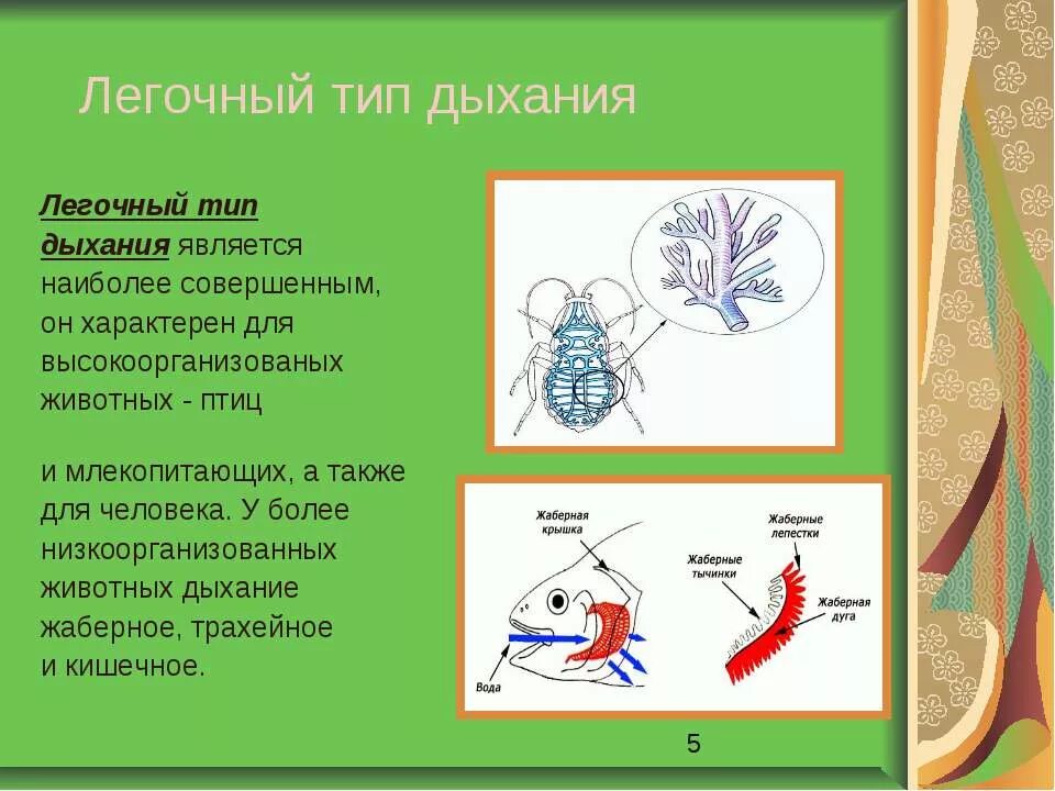 Легочный тип дыхания характерен