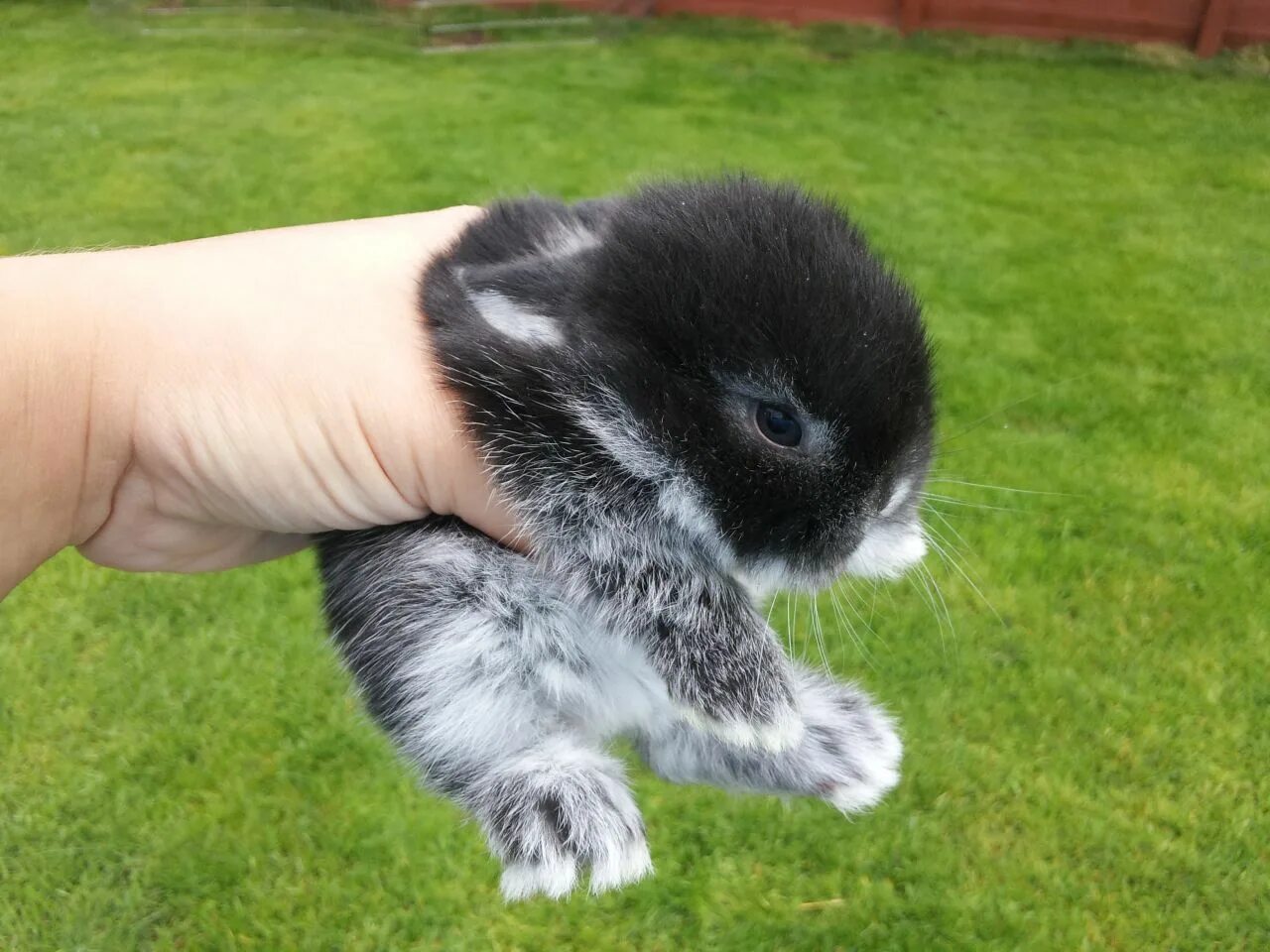Домашний маленький кролик. Карликовый Русак кролик. Карликовый кролик Пигмей. Карликовый кролик Минилоп. Miniature lop кролик.