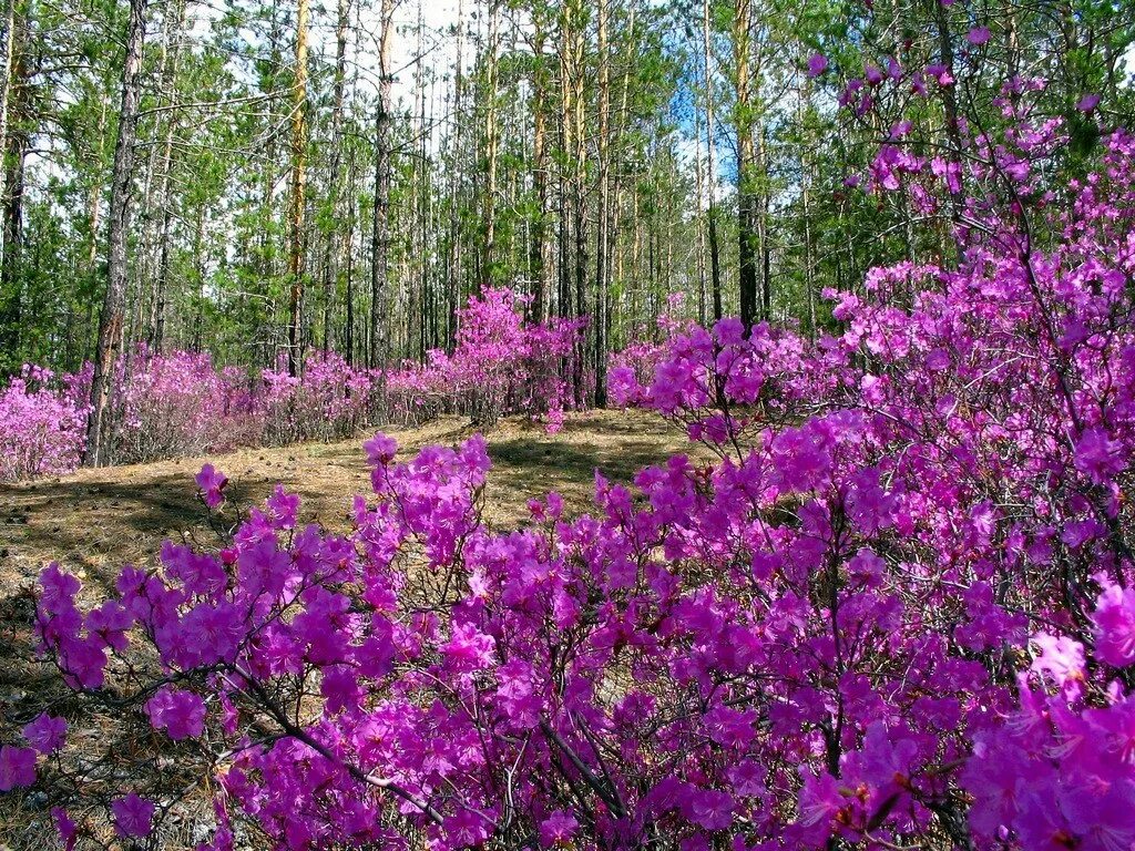 Весенние цветы россии. Рододендрон Даурский багульник. Рододендрон Амурский (багульник. Рододендрон Даурский Забайкалье. Рододендрон Даурский цветет.