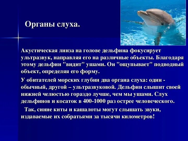 Входными воротами для эхолокационного слуха дельфина служит. Слух дельфинов. Дельфины эхолокация. Органы слуха у дельфинов. Исследовательская работа животный мир.