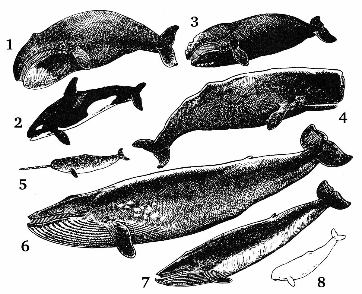 Животные обитатели воды имеют обтекаемую форму тела. Кашалот и Касатка. Отряд китообразные. Виды китообразных. Представители китов.
