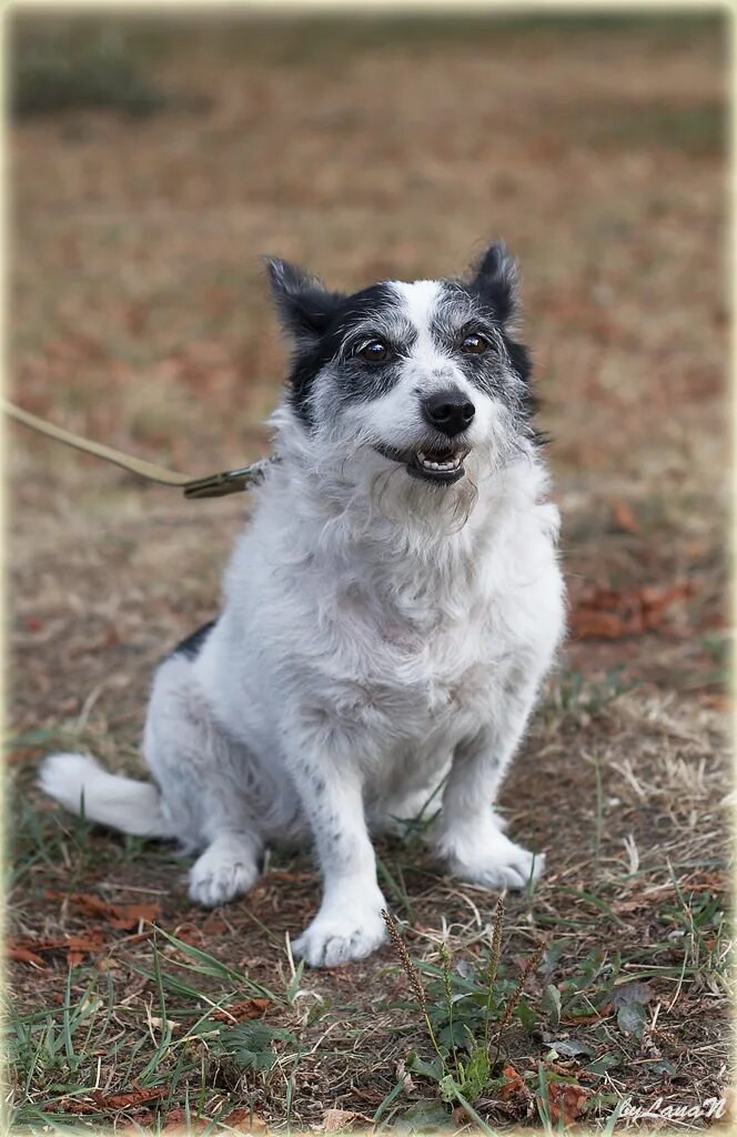 собачка жулька. собачка жулька. порода собак жулька. жулька и жемчужина собаки космонавты. куприн барбос и жулька.