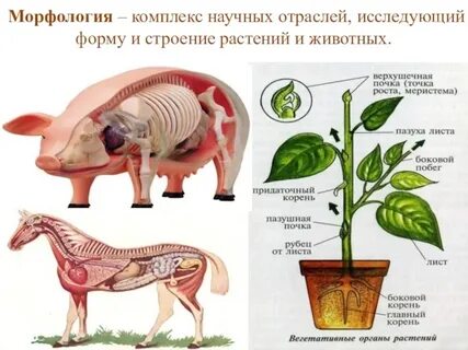 Морфология анатомия физиология систематика