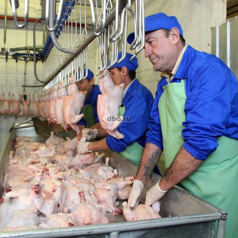 Работница птицефабрики. Работник птицефабрики. Сотрудники птицефабрики. Фасовщик упаковщик на птицефабрике. Птицефабрика.