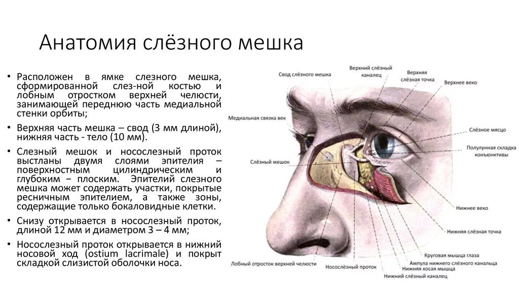 Как прочистить слезные каналы. Слезный мешок топография. Анатомия глаза слезный мешок. Кровоснабжение слезного мешка. Экстирпация слезного мешка.