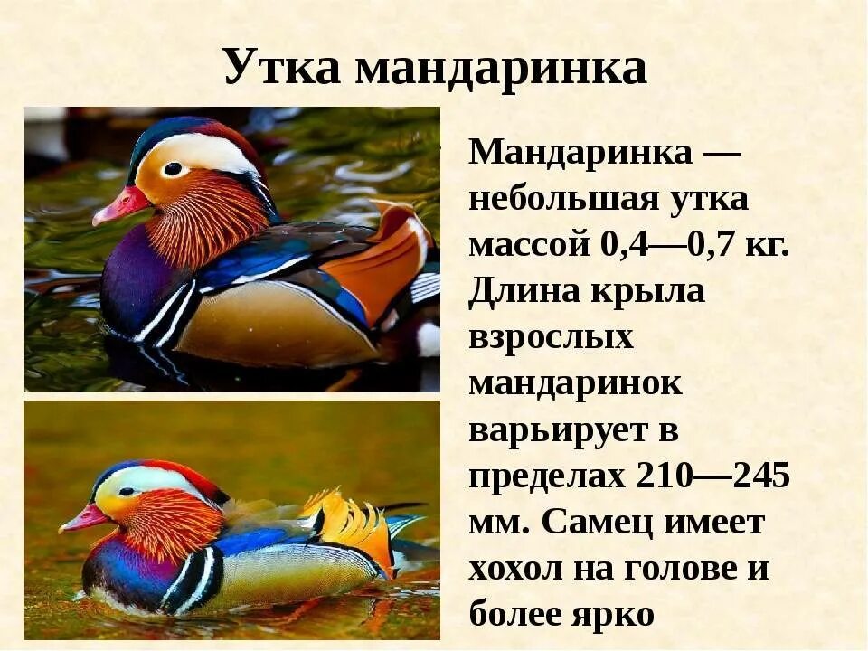Занесена ли утка в красную книгу. Уссурийский заповедник утка мандаринка. сообщение про утку мандаринку. описание утки мандаринки. утка мандаринка презентация.