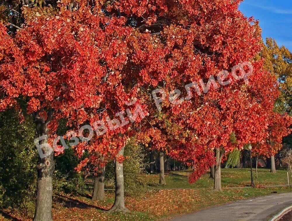 Клен красный acer rubrum многоствольный. Клен красный acer rubrum. Клен ред сансет. Acer rubrum red sunset. Смоленск досуговское шоссе красный клен.