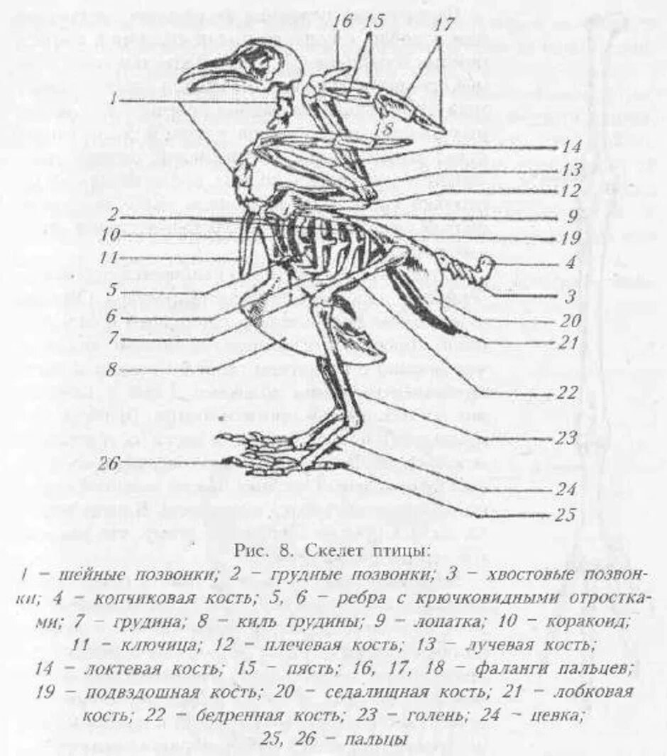 Грудные позвонки у птиц. Строение скелета сизого голубя. Строение скелета птицы голубя. Скелет птицы схема биология 7 класс. Внутреннее строение птиц скелет.