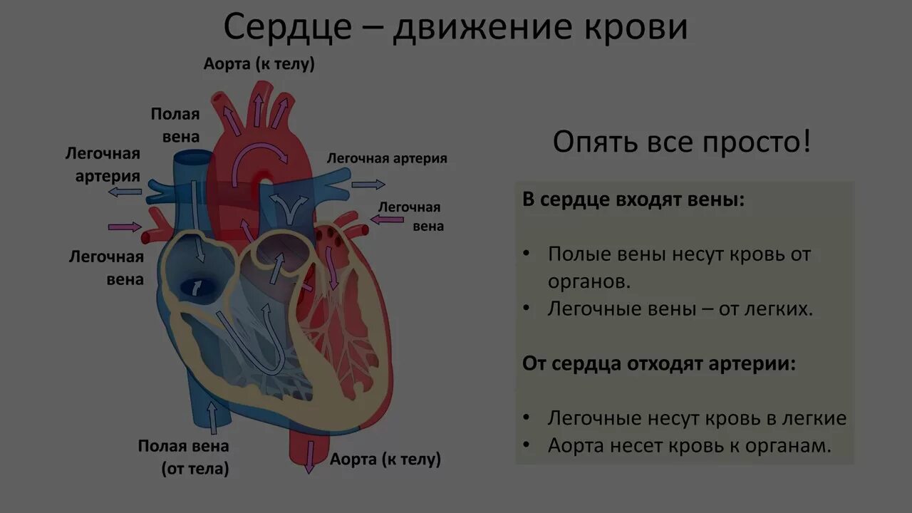 Какая кровь содержится в правой половине сердца