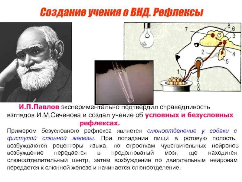 Создал учение о высшей нервной. Учение и.п. павлова рефлексы. и п павлов высшая нервная деятельность. учение павлова о внд. павлов о высшей нервной деятельности.