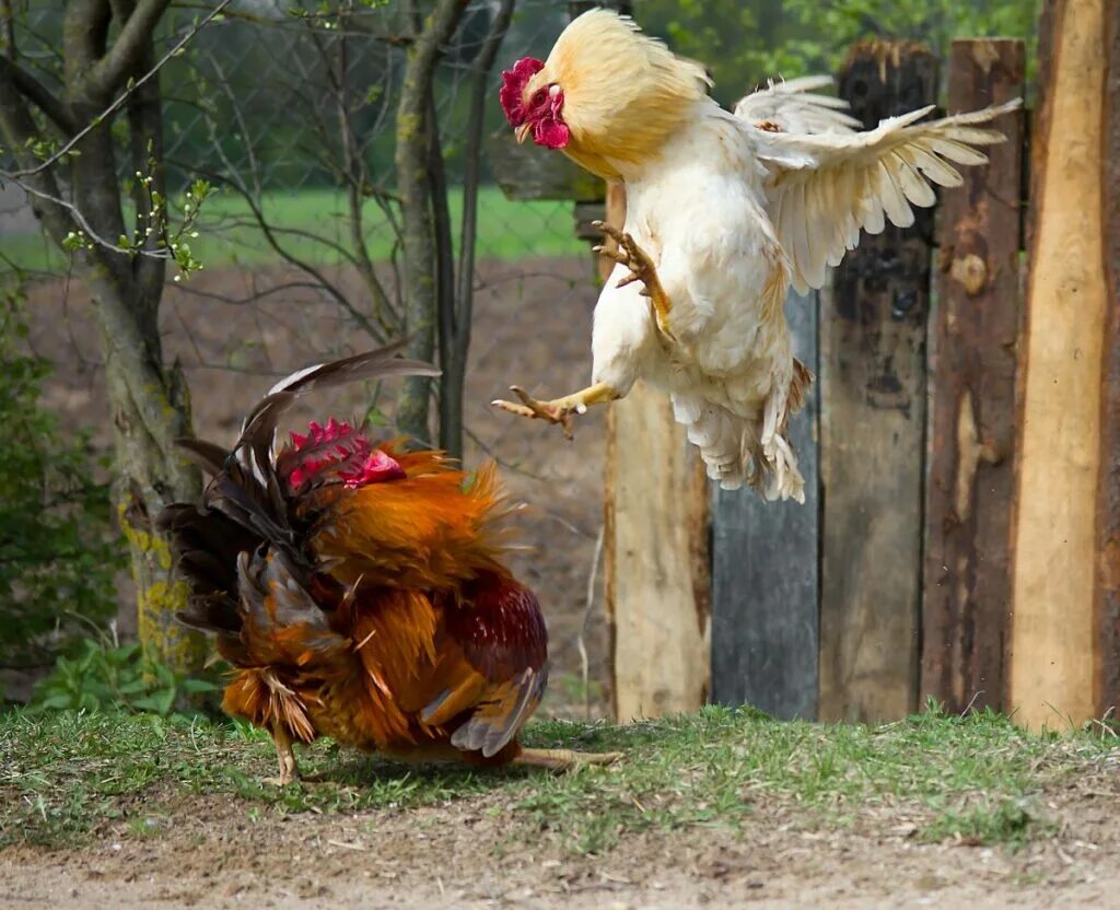 Битая курица. Разъяренный петух. Петухи дерутся. Курица в прыжке. Курица прыгает.