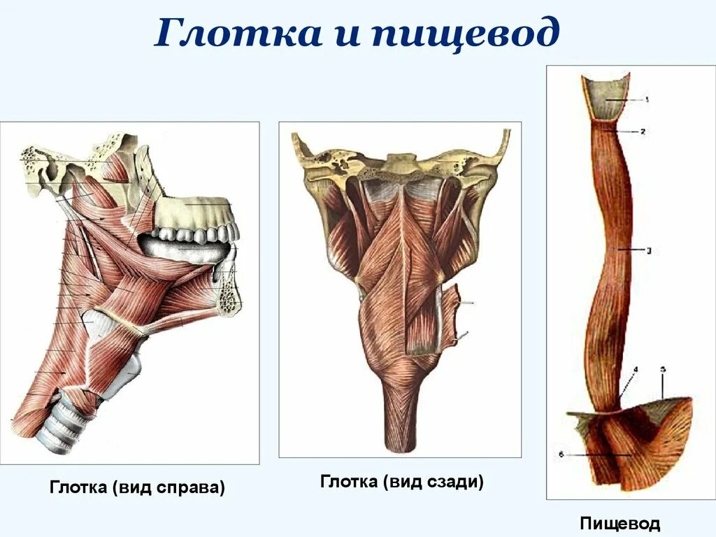 Анатомия глотки и пищевода. Строентеглотки и пищевода. Глотка и пищевод строение.