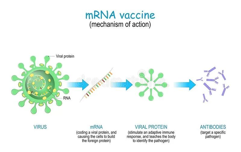МРНК вакцина. Механизм МРНК вакцины. Схема действия РНК вакцины. Вакцины на основе матричной РНК.