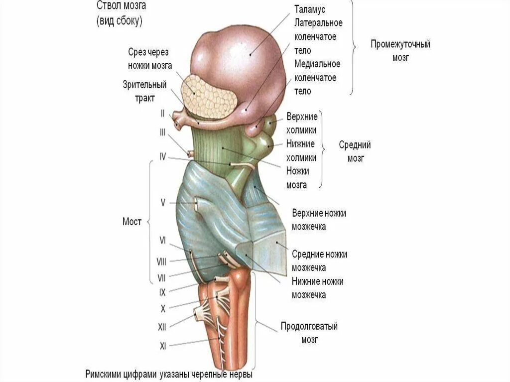 Ствол мозга продолговатый мозг строение и функции. Основные структуры ствола головного мозга. Физиология ствола головного мозга. Верхние отделы ствола головного мозга. В ствол головного мозга входят отделы