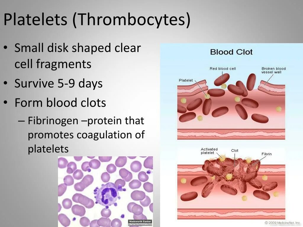 Thrombocytes function. Blood Platelets. Thrombocytes and thrombocytes. Platelets function.