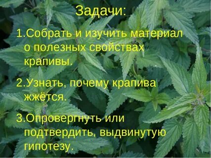Собирайте крапиву в перчатках она очень больна