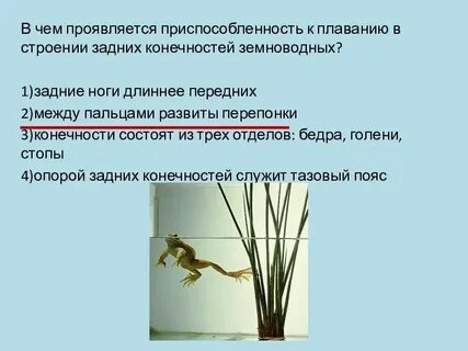 Алоэ признак приспособленности