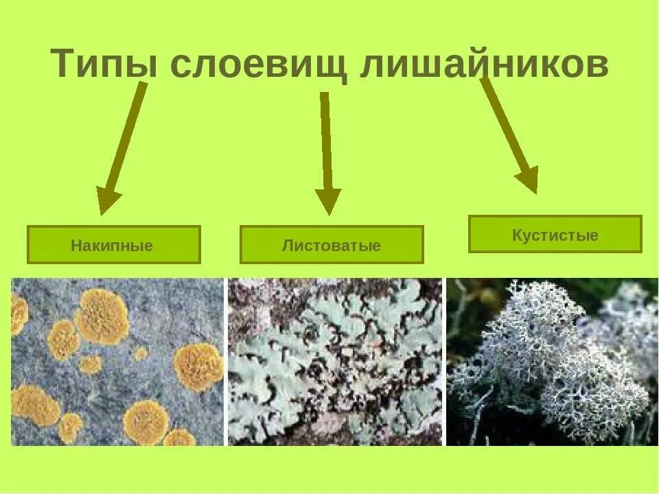 2 типа лишайников. Лишайники накипные листоватые кустистые. Кустистые листоватые накипные лишайнник. Типы слоевищ лишайников. Типы лишайников по форме слоевища.