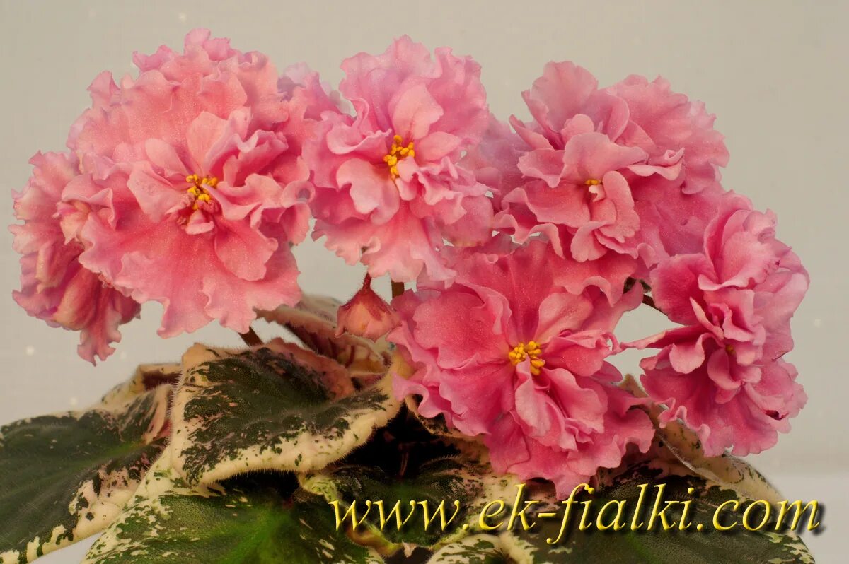 Фиалка рыжий кот. Фиалка рыжий кот. Сенполия ек рыжий кот. Сенполия ек рыжий кот. Фиалка ек рыжий кот.