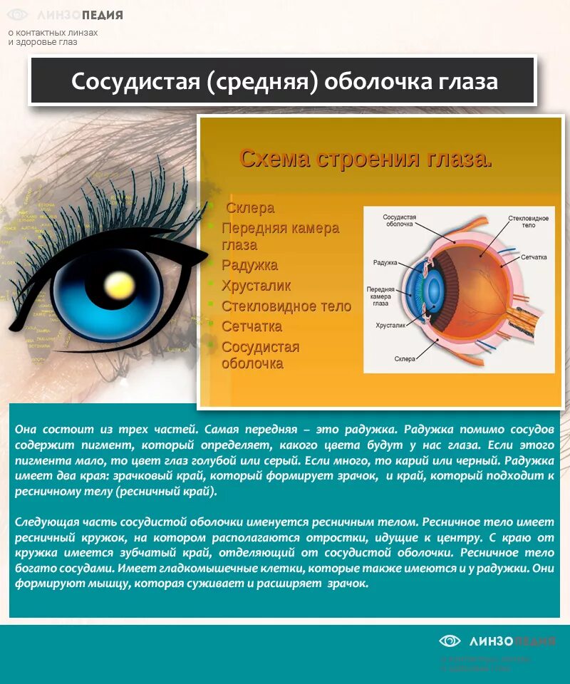 Оболочка определяющая цвет глаз. Сосудистая оболочка глаза пигмент. Пигмент который определяет цвет глаз. Оболочка глаза содержащая пигмент. Радужка содержит пигмент