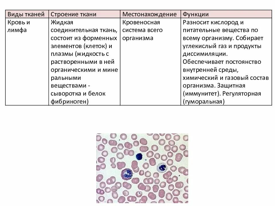 Соединительная ткань кровь особенности строения и функции. Кровь и лимфа соединительная ткань строение и функции. Особенности строения и виды соединительной ткани.. Жидкая соединительная ткань строение.