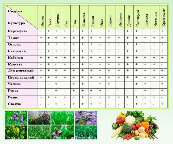 Таблица севооборота овощных культур и сидератов. Сроки посева сидератов таблица. Таблица посадки огородных растений севооборот. Двулетние растения сидераты. Что можно сажать в грунт в апреле