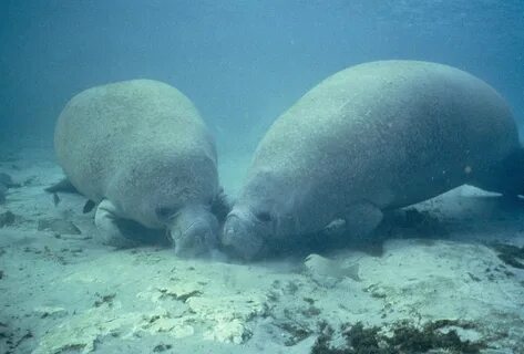 Морская корова обитает