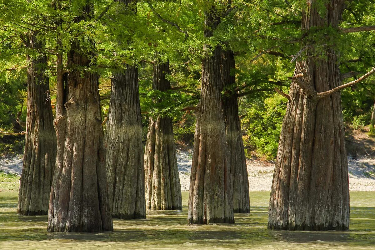 болотные кипарисы, озеро сукко, анапа. болотные кипарисы в анапе. таксодиум болотный кипарис. таксодиум болотный кипарис. таксодиум дыхательные корни.