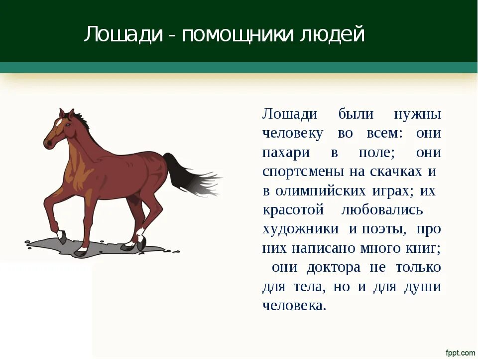 Символом чего является произведение. Информация о лошадях. Рассказ о лошади. Доклад про лошадь. Текст про лошадей.