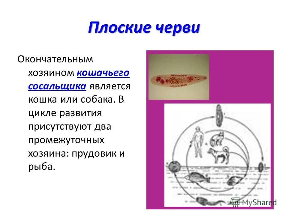 Кошачий сосальщик промежуточный хозяин. Цикл развития кошачьего сосальщика. Жизненный цикл кошачьего сосальщика. Кошачий сосальщик основной хозяин промежуточный. Прудовик промежуточный хозяин сосальщика